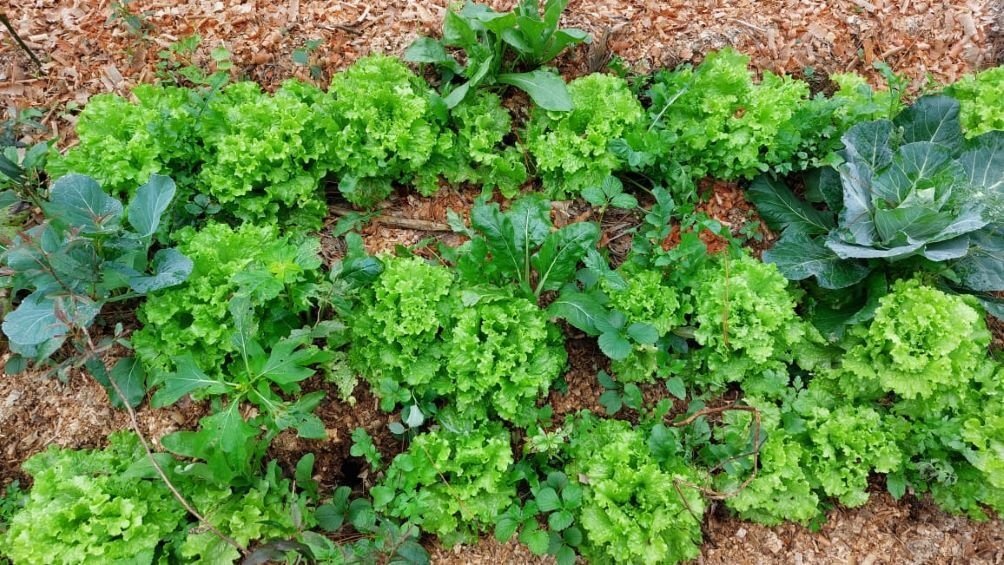 Entre los productos se destacan diferentes especies de peces y productos de la pesca miel hortalizas y frutos secos Foto Archivo