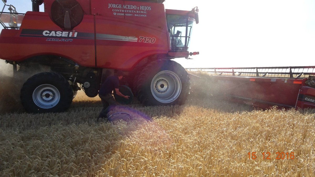 El girasol confitero y los productos que revistan la condicin de ecolgicos tambin estn dentro de la resolucin Foto Archivo