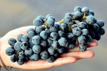 Mendoza es la tierra del Malbec por excelencia