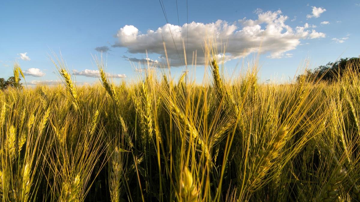 En el norte y centro de Buenos Aires tambin se podra revertir el escenario de sequa y al igual que en la regin ncleo se alcanzarn condiciones adecuadas de siembra de trigo Foto Carlos Brigo