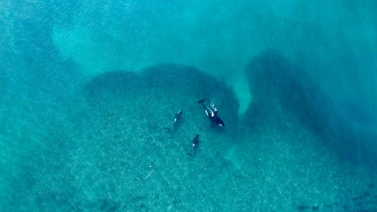 La apertura de la Temporada de Ballenas 2023 se realizar el prximo 15 de junio con la particularidad que es esta ocasin se cumplen 40 aos desde que se formaliz el avistamiento embarcado como producto turstico Foto Maxi Jonas
