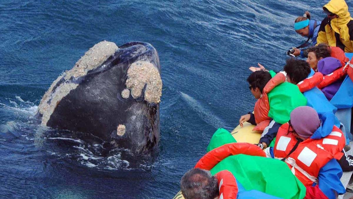 Planeta Madryn es principalmente de junio a diciembre el hogar de las ballenas Foto Maxi Jonas
