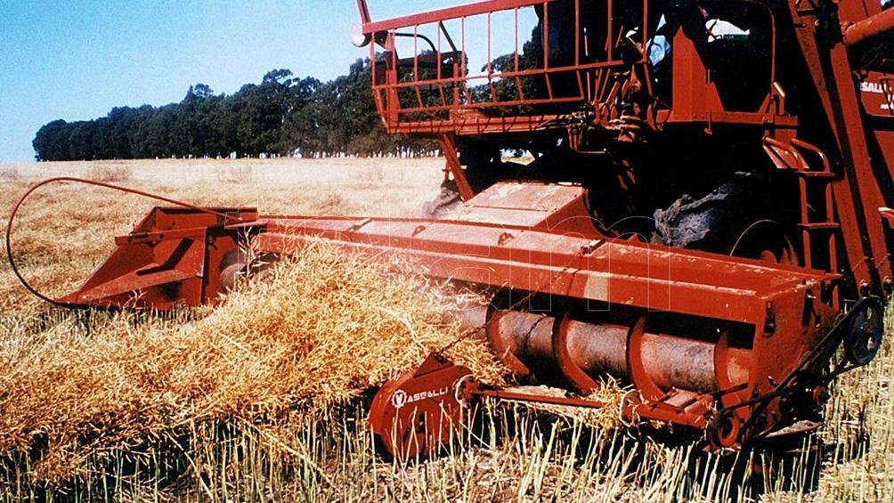 Gran parte del rea abandonada por la soja la ocup el maz justamente por su mayor rentabilidad comparada