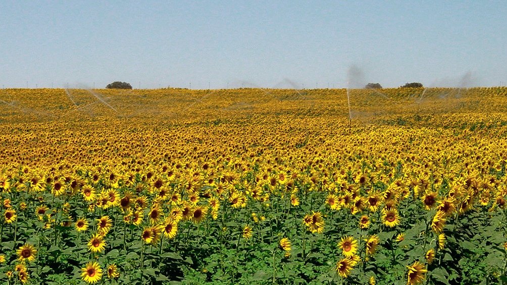 La cosecha de girasol flucta de 3 a 35 Mt desde 20112012
