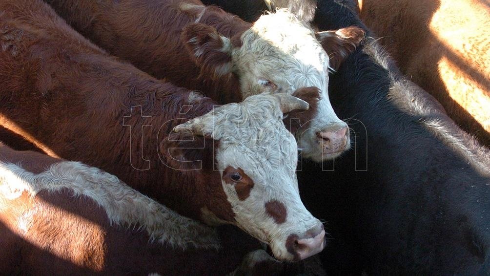 El valor de la tonelada promedio de los cortes de la Cuota Hilton est en los US 12000 Foto Archivo