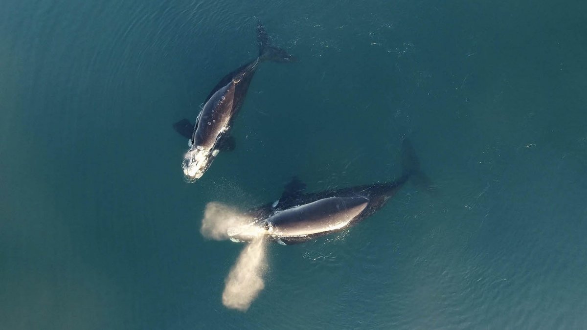 La provincia celebrar la fiesta de la Ballena Franca Austral los das 22 y 23 Foto Maxi Jons