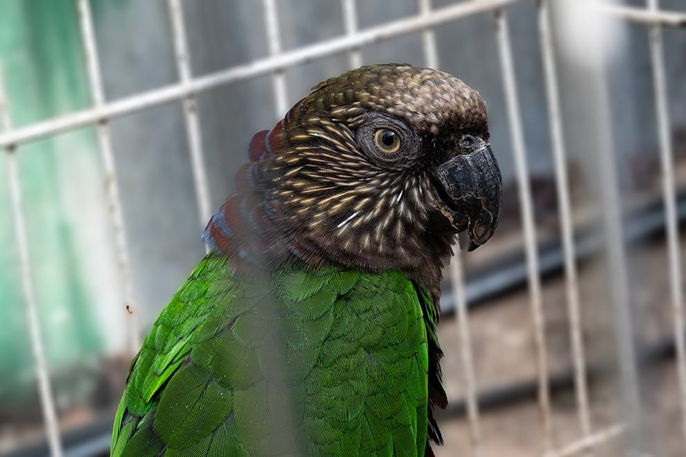 Córdoba y Santa Fe trabajan en la conservación de loros