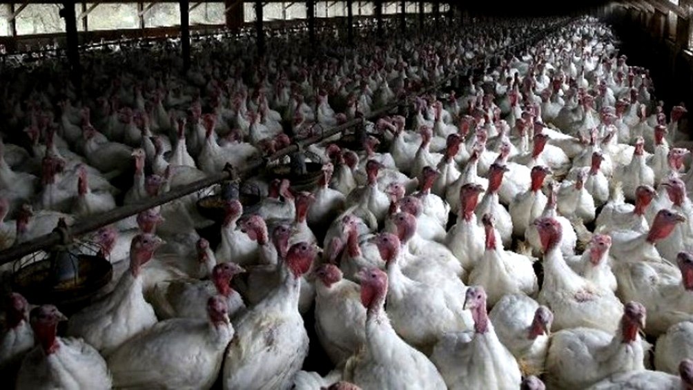 Argentina fue declarada pas libre de gripe aviar Foto Archivo