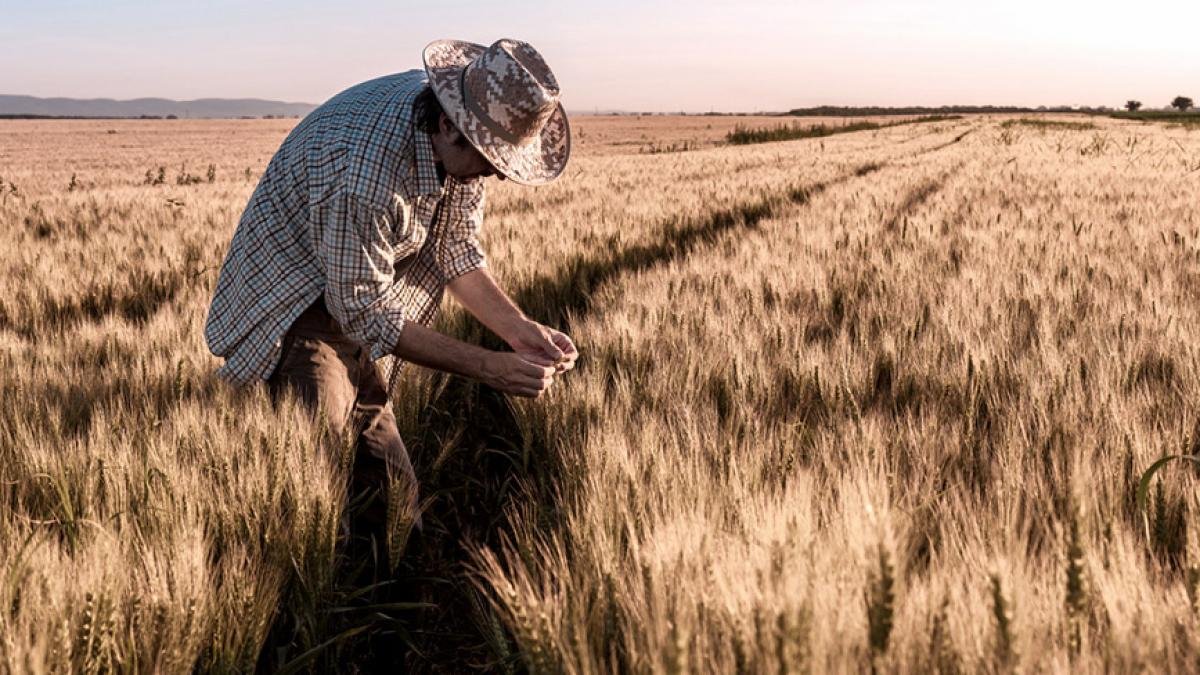 La cosecha de trigo se vio afectada por la sequa heladas tempranas y tardas y repetidas olas de calor