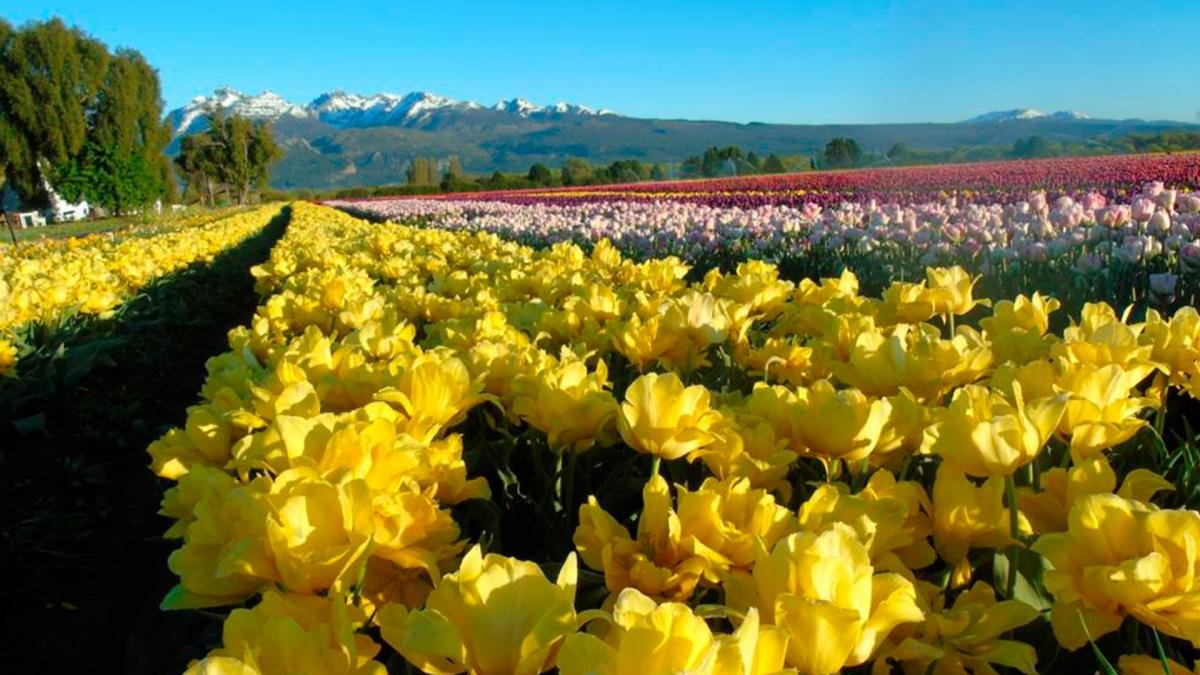 Tulipanes florecidos en Trevelin Foto Juan Carlos Ledesma de Tulipanes Patagonia
