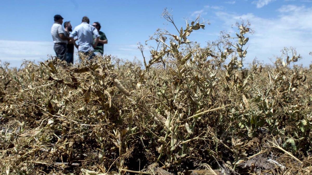 La sequa histrica de 2022 tuvo un gran impacto en la cosecha que empieza a revertirse Foto Archivo