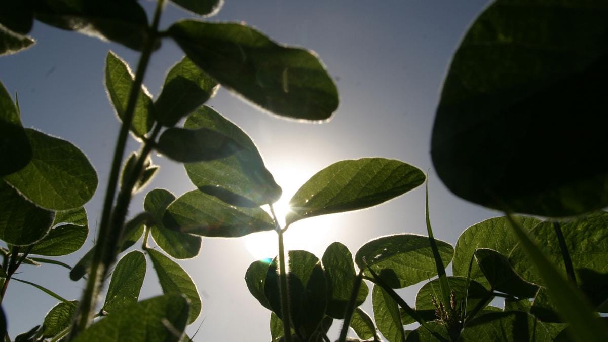 Buena perspectiva para la cosecha de soja y maíz a pesar de la disminución de las lluvias