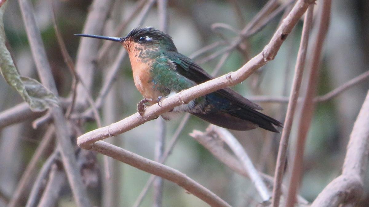 La selva misionera y las yungas, «riquezas escondidas» para el avistaje de aves