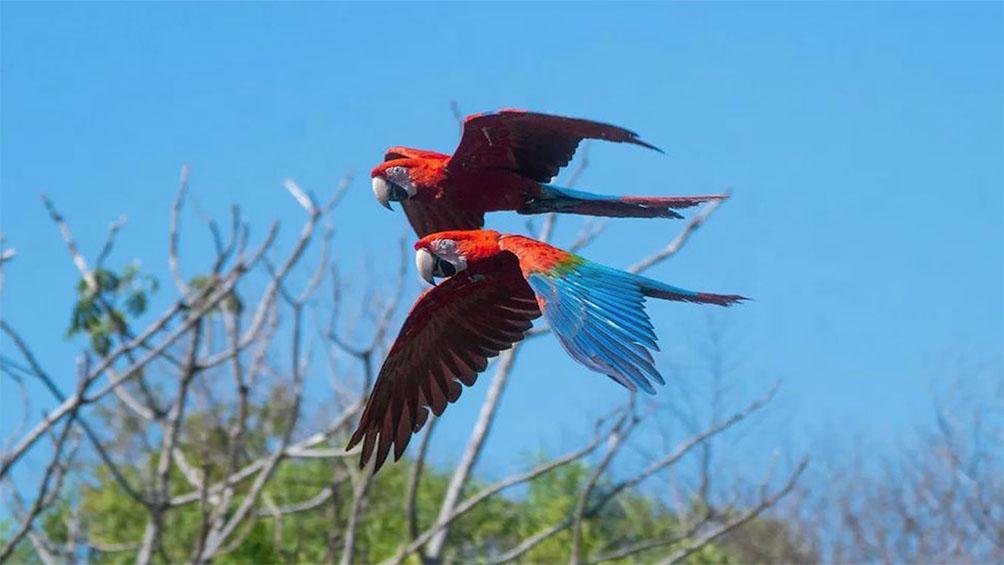 Guacamayo rojo Foto IG rewilding_argentina 