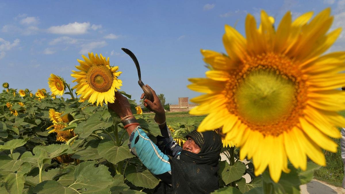 La proyeccin de produccin de girasol se mantiene en 38 millones de toneladas Foto Archivo