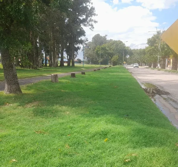 Lo que no hizo la tormenta lo terminó la motosierra municipal