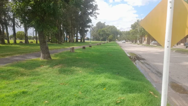 Lo que no hizo la tormenta lo terminó la motosierra municipal